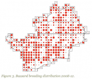 Buzzard map, Herts, 2008-12