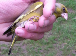 Ringed adult male Greenfinch (Maria Mak)