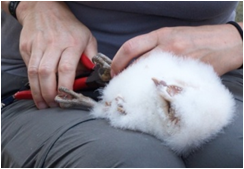 Ringing Barn Owl chick