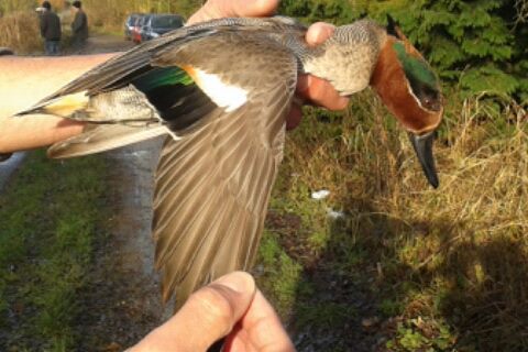 Male Teal