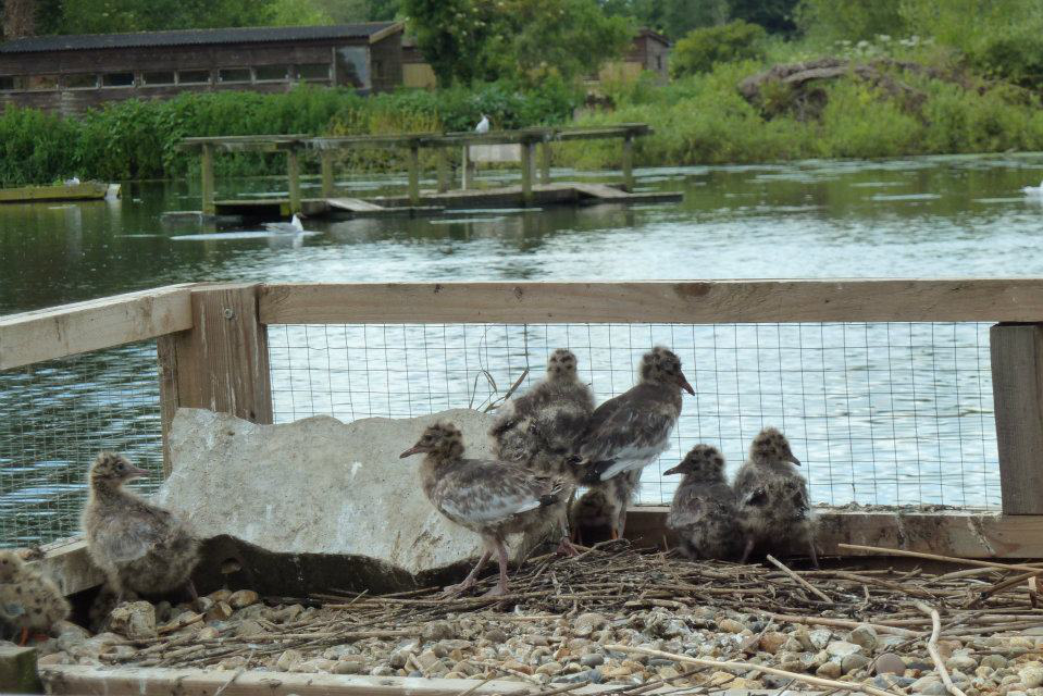 Black-headed Gull chicks