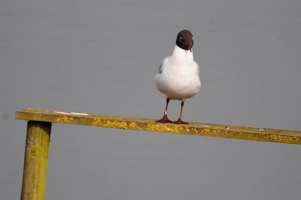 Black-headed Gull