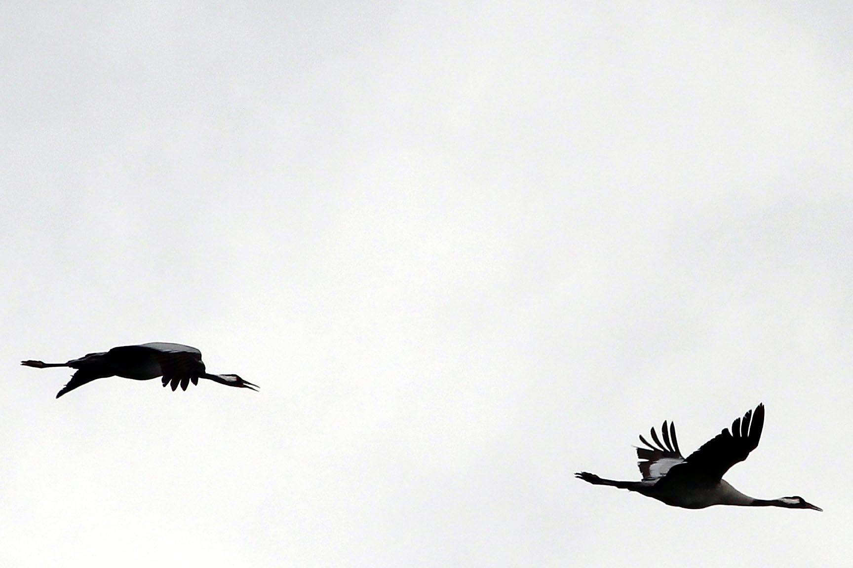 Common Cranes