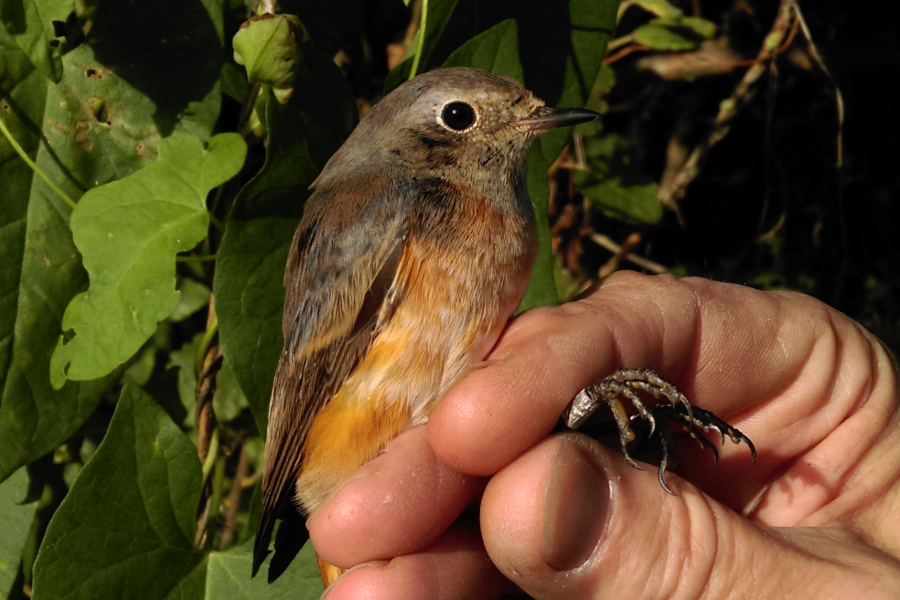 Redstart 3M