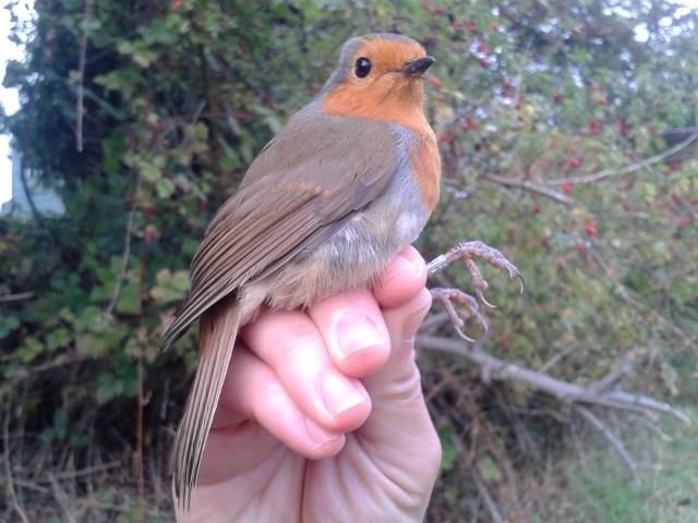Alan the Robin in the hand