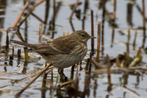 Water Pipit at Rye Meads