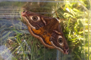 Emperor Moth