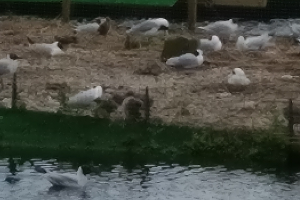 Black-headed Gull colony rafts