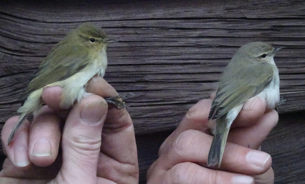 Chiffchaff collybita and tristis races