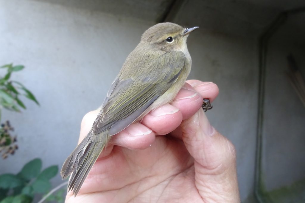 British Chiffchaff ('collybita' race) in Autumn after post-juvenile moult