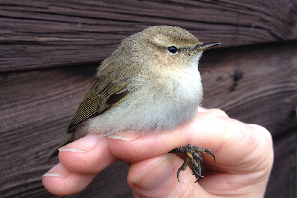 Siberian Chiffchaff 'tristis' 7th Jan 2017 proved by DNA analysis