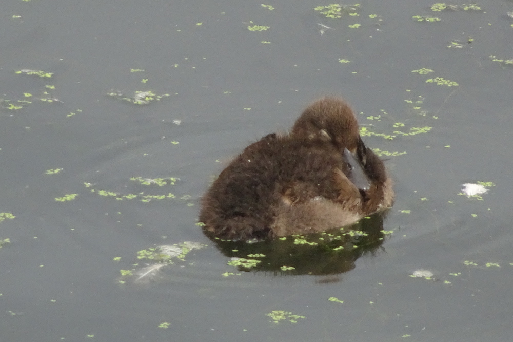 Tufted Duckling