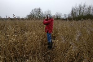 Looking for another Dunnock...