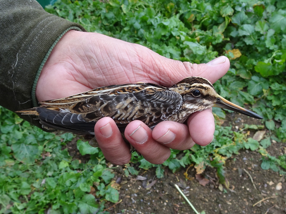 Jack Snipe in the hand