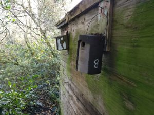 Managing our nestboxes
