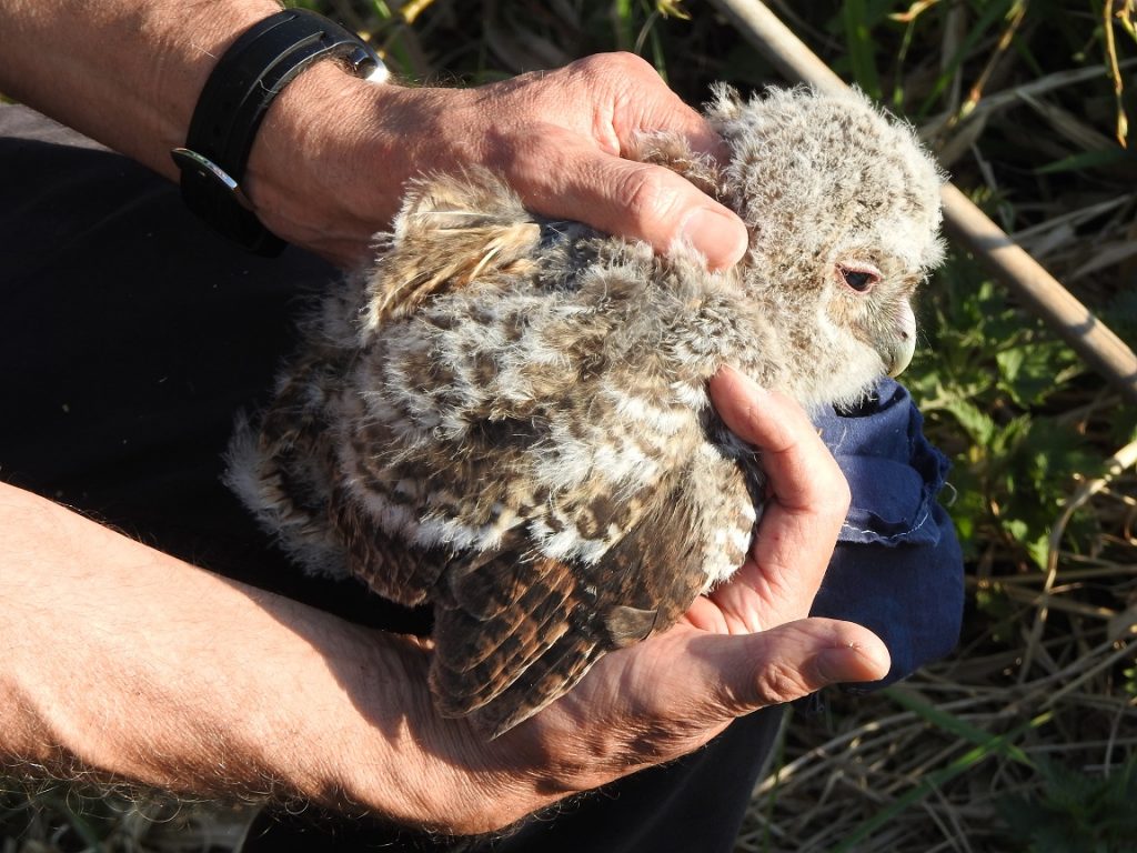 A Tawny owlet still largely downy but also showing the emerging wing feathers