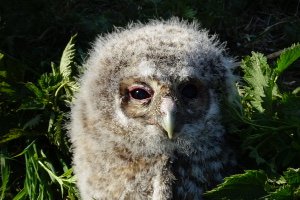 A close encounter with Tawny Owlets