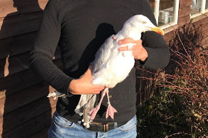Newly ringed Herring Gull