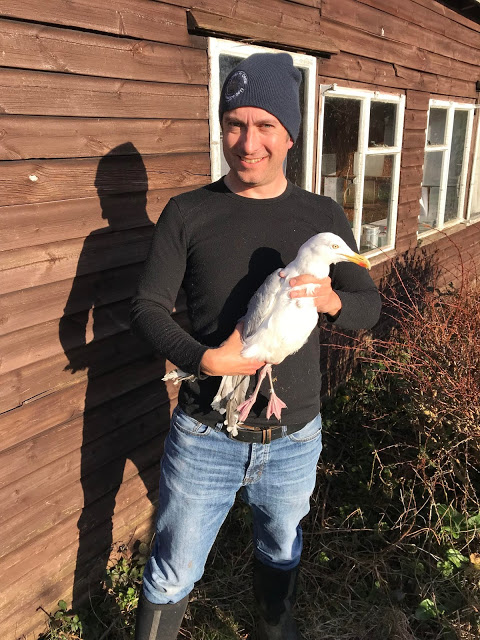Matt is happy to ring his first Herring Gull; the gull is less happy to be ringed by his first Matt
