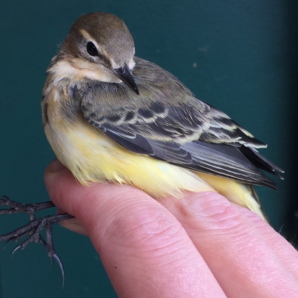 Yellow Wagtail in the hand
