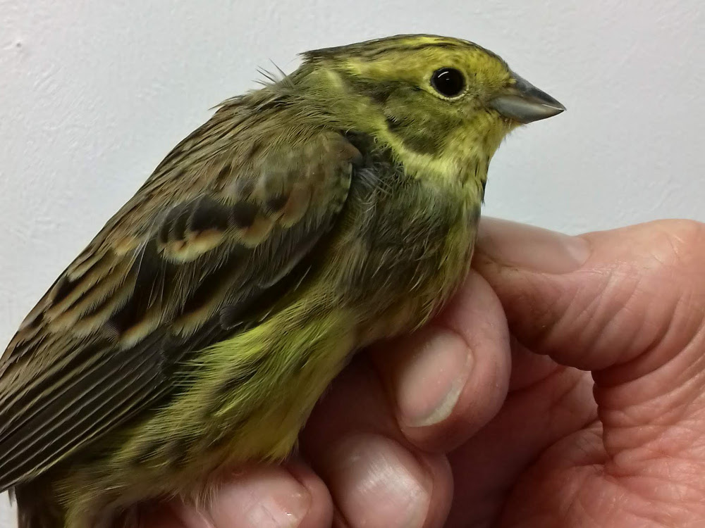 Yellowhammer in the hand
