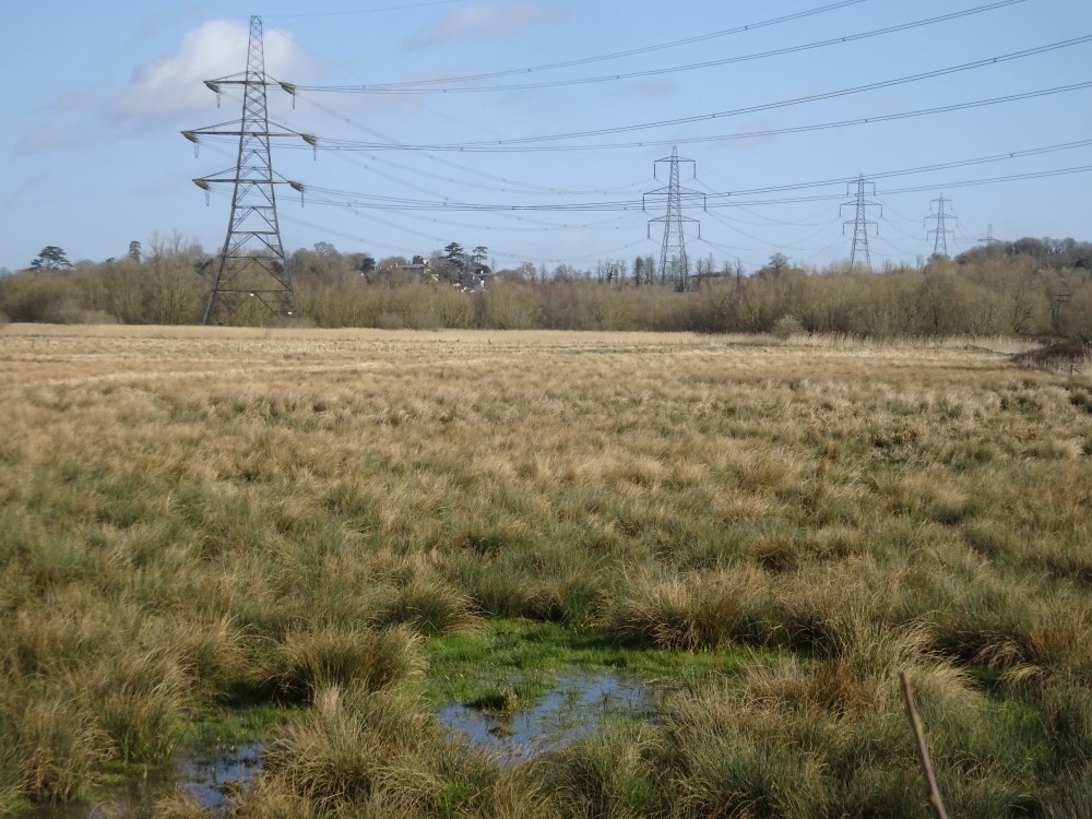 View of 1st Meadow, March 2020