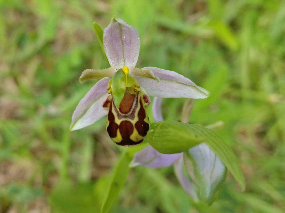 Bee Orchid in flower