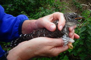 Juvenile Cuckoo in the hand