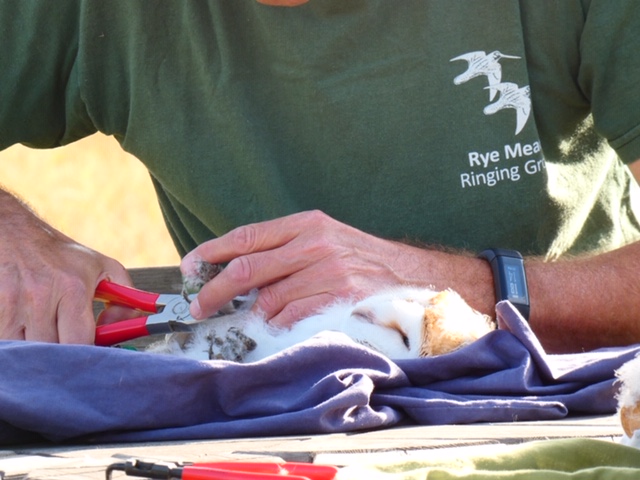 Barn owl chick is being ringed