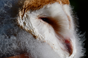Barn Owl chick head view