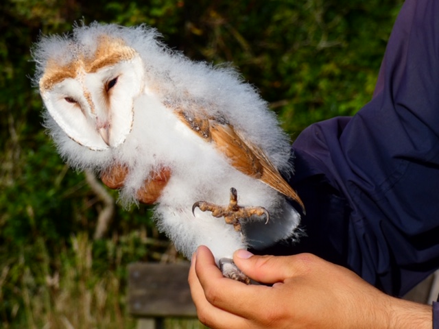 Barn Owl chick in the hand