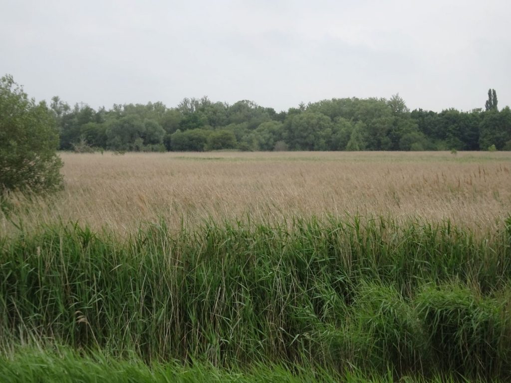 View over Second Meadow, June 2020