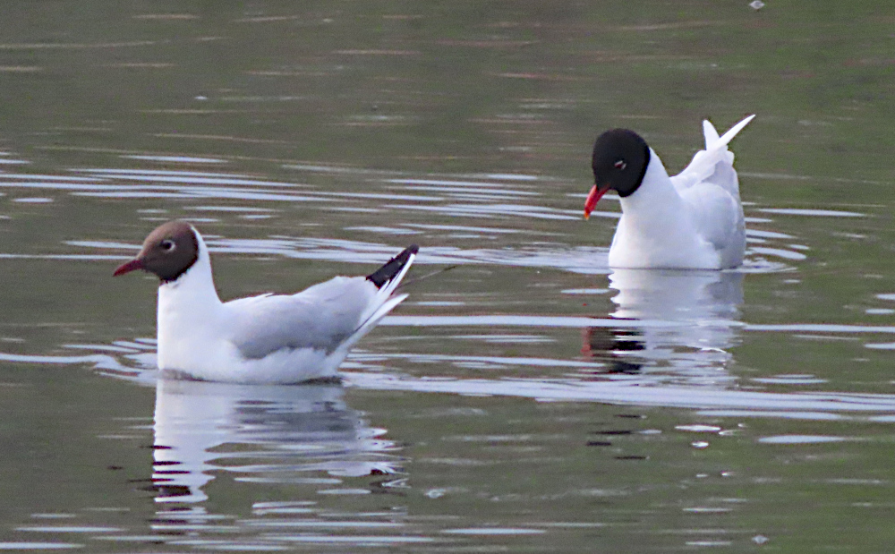 An adult male Mediterranean Gull shows interest in a Black-headed Gull, but she doesn't want to know and swims away