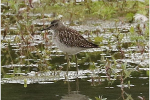 A Wood Sandpiper on the Scrape - photo by Janet Martin