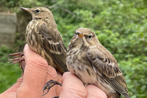 A Rock Pipit and a Water Pipit in the hand