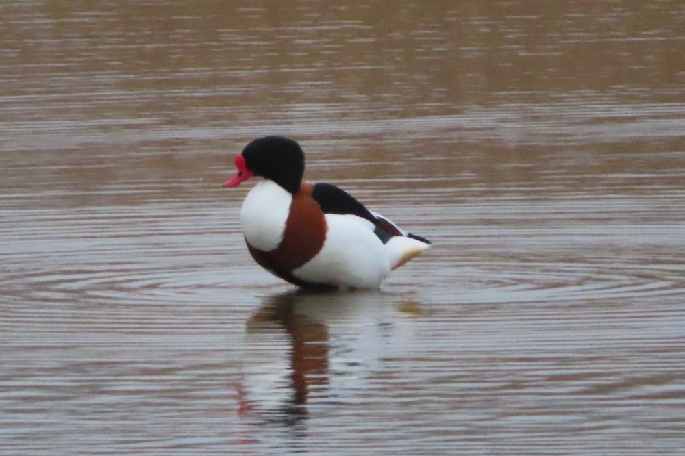 A Shelduck stands in shallow water on the Scrape, photographed from the Draper Hide.