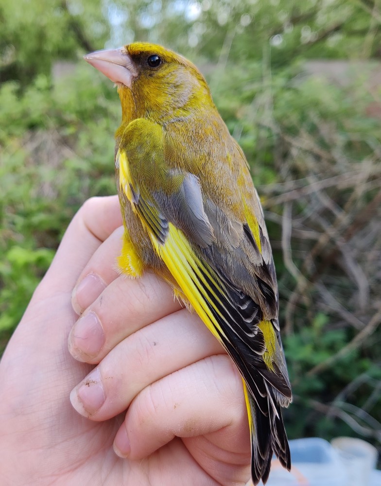 A fine adult male Greenfinch in the hand, caught and ringed