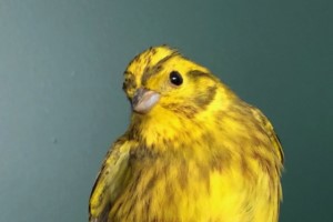 Portrait of a fine Yellowhammer caught at roost in January