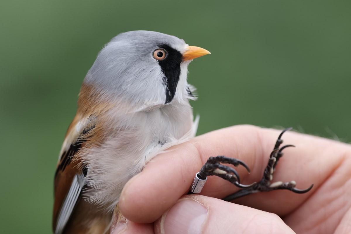 A handsome ringed male Bearded Tit in the hand