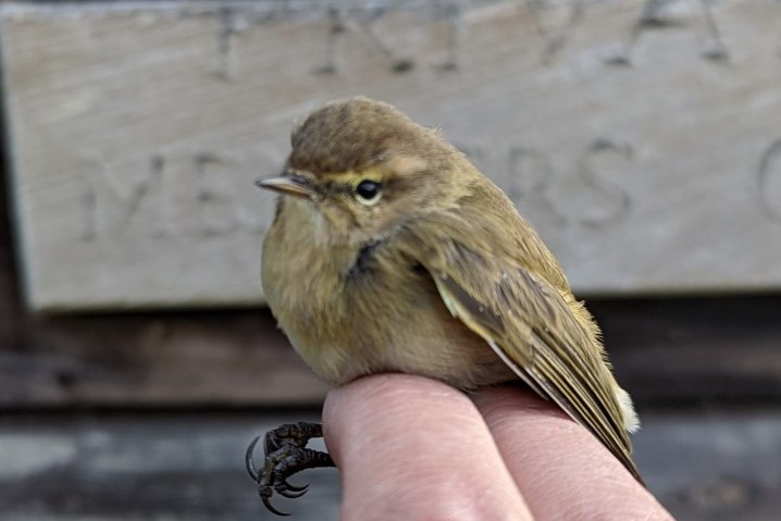 A Chiffchaff in the hand - this one proved to be wearing a Danish ring