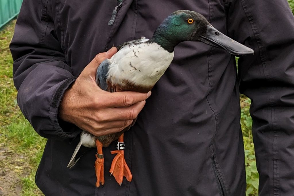 Adult male Shoveler in the hand, with a new BTO ring and a colour ring