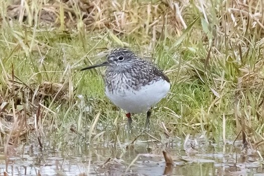 The Green Sandpiper with colour rings photographed in Skaugdalen in May 2023