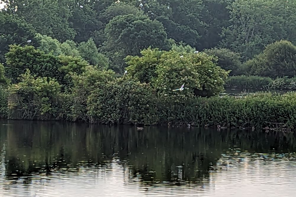 View of South Lagoons showing lakeside bushes with Black-headed Gulls sitting on them
