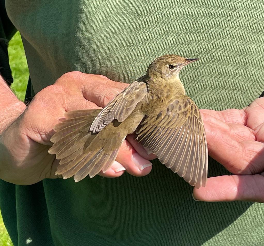 A Grasshopper Warbler being held with a wing extended to show the plumage details