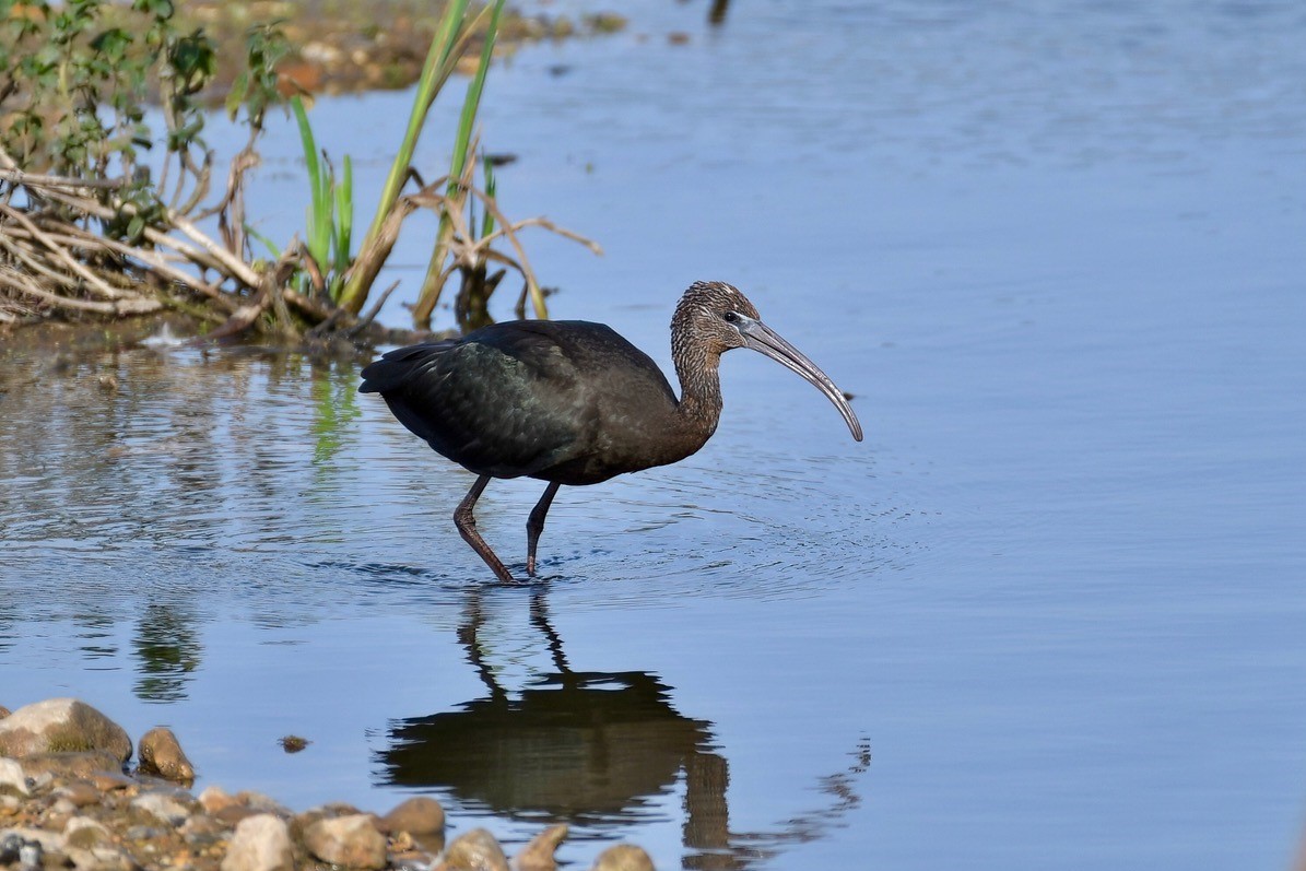A Glossy Ibis standing in shallow water on the Scrape at Rye Meads