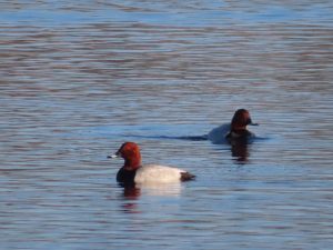 A male and a female Pochard swimming together in sunshine