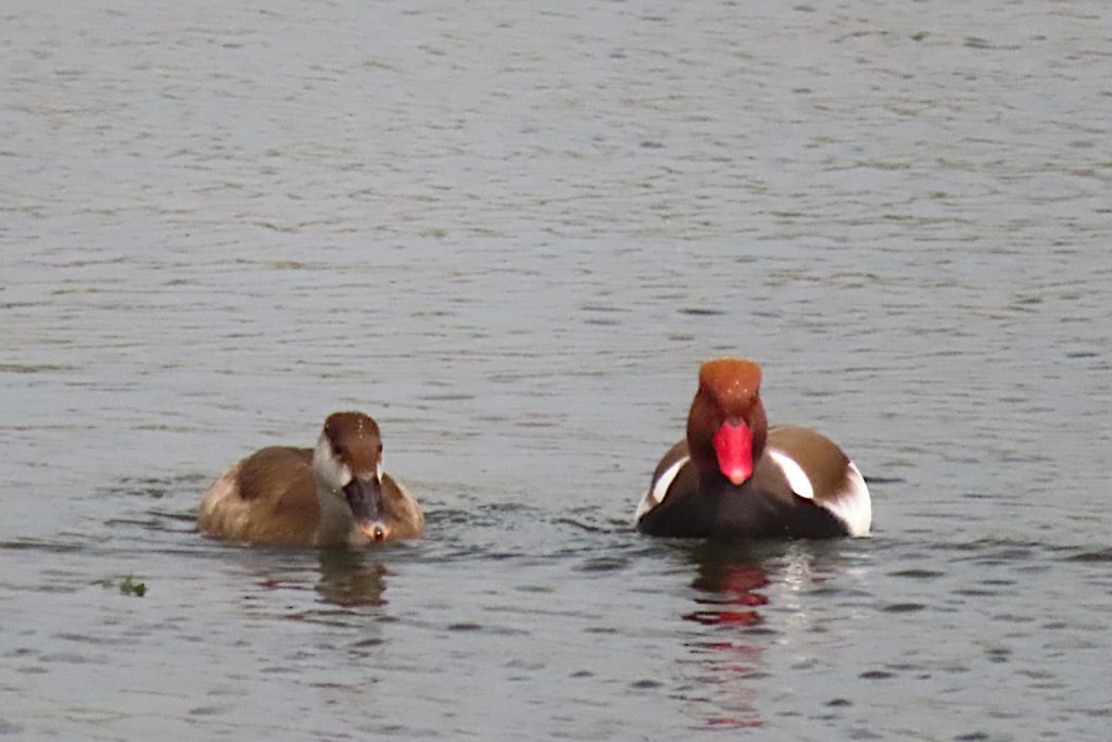 A pair of ducks on water