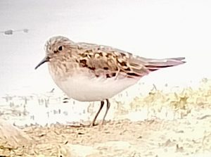 A small brown wading bird standing on mud at the water's edge
