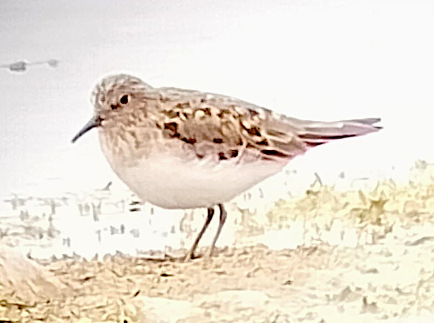 A small brown wading bird standing on mud at the water's edge