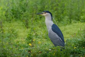 Black, white and grey bird standing upright amongst grass and weeds